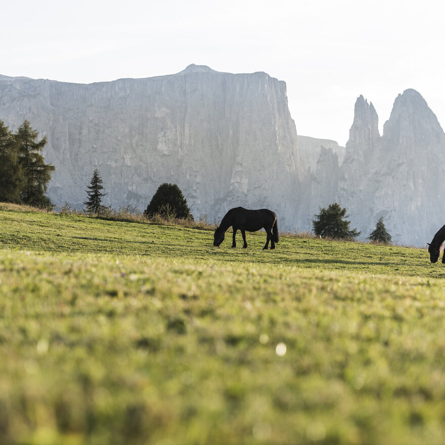 Freilaufende Pferde auf den Wiesen der Seiser Alm mit Blick auf den Schlern und der Santersptze