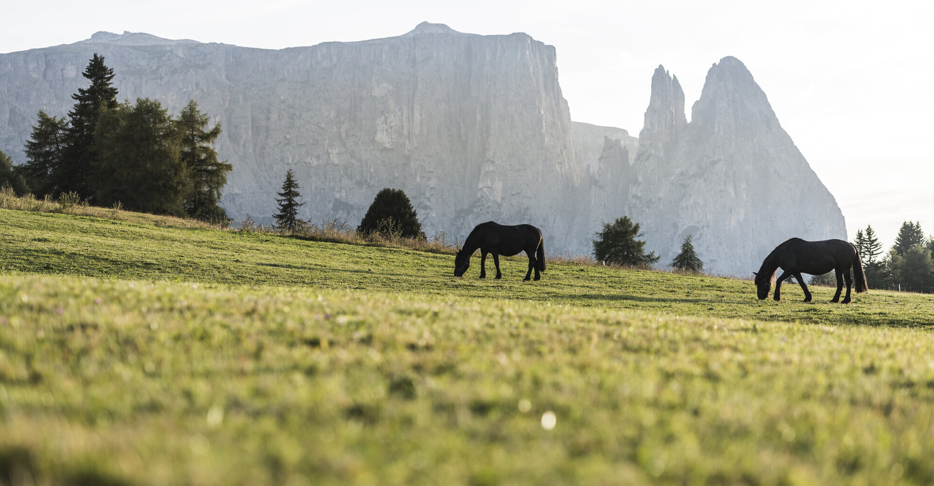 Freilaufende Pferde auf den Wiesen der Seiser Alm mit Blick auf den Schlern und der Santersptze
