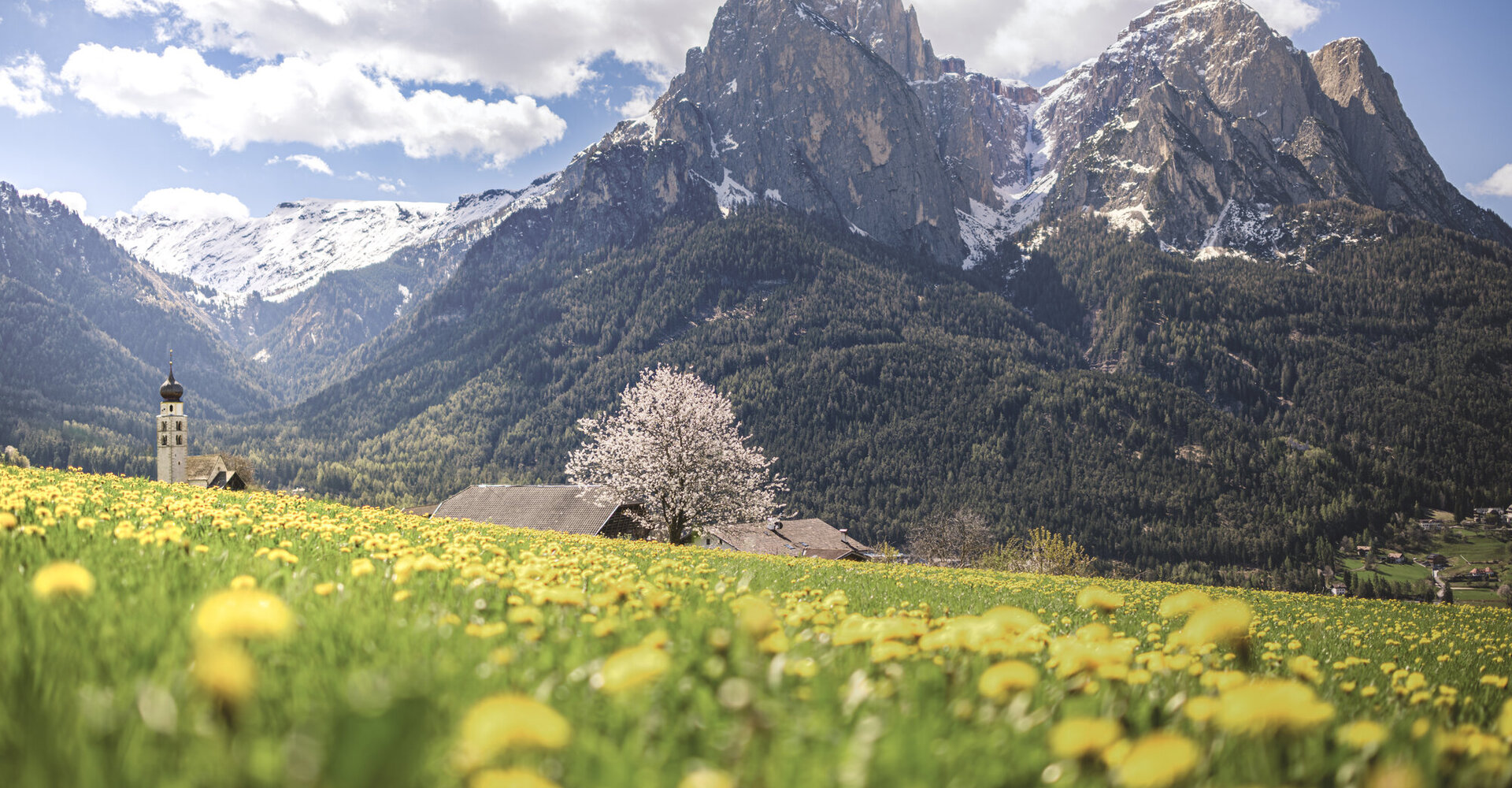  Löwenzahnwiese vor den Dolomiten